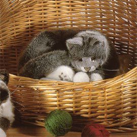 ケーセン Koesen ぬいぐるみ ねそべり猫(大)メインクーン 黒