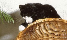 ケーセン Koesen ぬいぐるみ ねそべり猫 黒 | がりとん