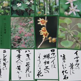 奥野かるた店 花おりおりかるた