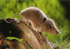 ケーセン Koesen ぬいぐるみ とがりねずみ