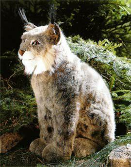 ケーセン Koesen ぬいぐるみ オオヤマネコ 座り