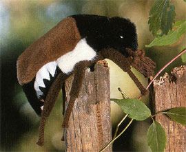 ケーセン Koesen ぬいぐるみ コフキコガネ