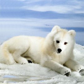 ケーセン Koesen ぬいぐるみ ホッキョクオオカミ 伏せ POLAR WOLF LYING