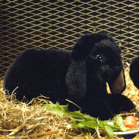 ケーセン Koesen ぬいぐるみ ドワーフロップ 黒 DWARF LOP, BLACK