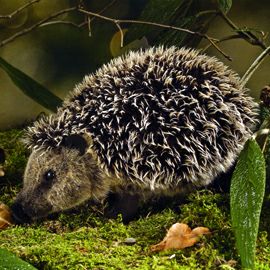 ケーセン Koesen ぬいぐるみ モヘアハリネズミ 足付 HEDGEHOG