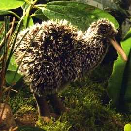 ケーセン Koesen ぬいぐるみ キウイ（小） YOUNG KIWI