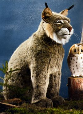 ケーセン Koesen ぬいぐるみ STUDIO オオヤマネコ 座り Lynx