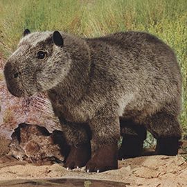 ケーセン Koesen ぬいぐるみ カピバラ