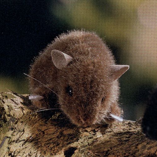 ケーセン Koesen ぬいぐるみ ねずみ 茶