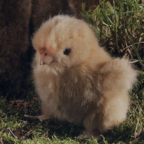 【ぴよこ】 顔もからだも全然ちがうねえ☺ #ニトリのひよこ#ニトリのヒヨコ