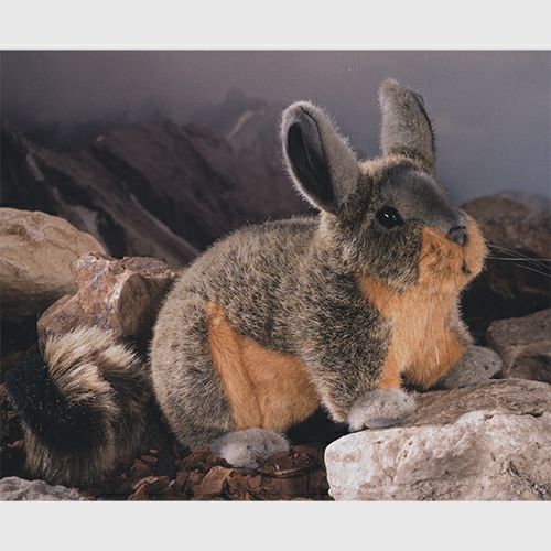 ケーセン Koesen ぬいぐるみ ビスカッチャ（アンデスウサギ）