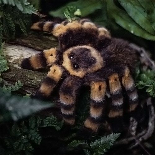 ケーセン Koesen ぬいぐるみ レッドニータランチュラ