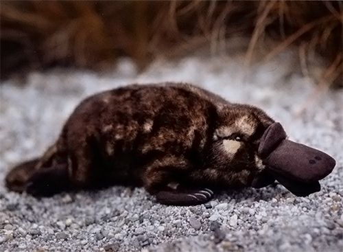 ケーセン Koesen ぬいぐるみ カモノハシ