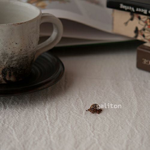 クリスティアンヴェルナー Christian Werner コロラドハムシ（小）