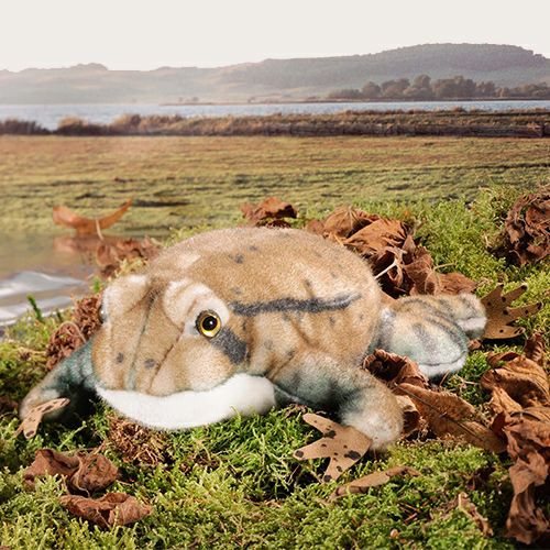 【納期未定】ケーセン Koesen ぬいぐるみ ヒキガエル