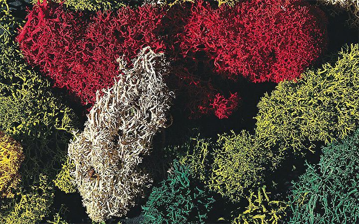 FALLER/ファーラー 170730 地衣類詰め合わせ 様々な色 50g